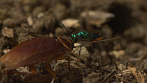 Jewel wasp (Ampulex compressa) leading a stung American cockroach (Periplaneta americana) to its nest hole by its antennae