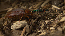 Jewel wasp (Ampulex compressa) leading a stung American cockroach (Periplaneta americana) to nest hole by its antennae.