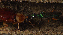Jewel wasp (Ampulex compressa) pulling an American cockroach (Periplaneta americana) into nest hole.