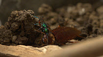 Jewel wasp (Ampulex compressa) stinging an American cockroach (Periplaneta americana) in its brain to deliver venom which makes the cockroach sluggish and prevents its normal escape response.