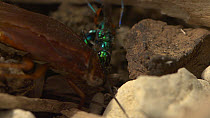 Jewel wasp (Ampulex compressa) stinging an American cockroach (Periplaneta americana) in its brain to deliver venom which makes the cockroach sluggish and prevents its normal escape response.