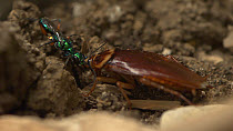 Jewel wasp (Ampulex compressa) tasting the hemolymph from an American cockroach (Periplaneta americana) antennae to gauge the amount of venom with which to sting the cockroach.