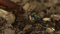 Jewel wasp (Ampulex compressa) tasting the hemolymph from an American cockroach (Periplaneta americana) to gauge the amount of venom with which to sting the cockroach.