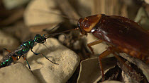 Jewel wasp (Ampulex compressa) tasting the hemolymph from a American cockroach (Periplaneta americana) to gauge the amount of venom with which to sting the cockroach.