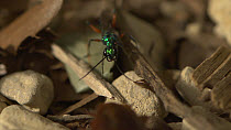 Focus pull from American cockroach (Periplaneta americana) to Jewel wasp (Ampulex compressa)