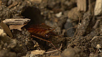 Jewel wasp (Ampulex compressa) pulling American cockroach (Periplaneta americana) into a hole