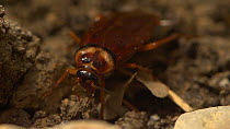 American cockroach (Periplaneta americana) grooming