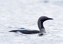Black-throated diver (Gavia arctica) on loch, Forsinian Trail Forsinaird, The Flows, Caithness and Sutherland, Scotland, UK. April.