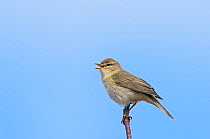Willow warbler (Phylloscopus trochilus) singing, The Flow Country, Sutherland and Caithness, Scotland, UK, April.