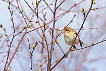 Willow warbler (Phylloscopus trochilus) perched, The Flow Country, Sutherland and Caithness, Scotland, UK, April.