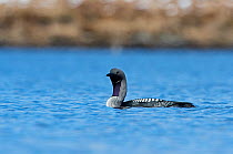 Black-throated diver (Gavia arctica) on loch, Forsinian Trail Forsinaird Flows, Caithness and Sutherland, Scotland, UK, April.