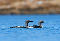 Black-throated divers (Gavia arctica) on loch, Forsinian Trail Forsinaird Flows, Caithness and Sutherland, Scotland, UK, April.
