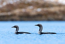 Black-throated diver (Gavia arctica) on loch, Forsinian Trail Forsinaird Flows, Caithness and Sutherland, Scotland, UK, April.