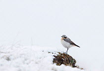 Wheatear (Oenanthe oenanthe) male in late spring snow. The Flows, Forsinaird, Sutherland and Caithness, Scotland, UK, April.