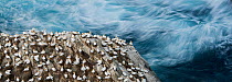 Northern gannet (Sula bassana) colony, Hermaness, Unst, Shetland Scotland, UK, April.