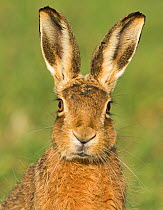 European brown hare (Lepus europaeus) portrait in wheat field, Norfolk, England, UK, March.