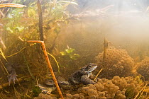 Common frog (Rana temporaria) and spawn underwater in pond. West Runton, North Norfolk, England, UK, March.
