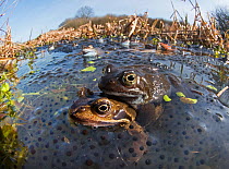 Common frogs (Rana temporaria) mating surrounded by spawn in pond, West Runton North Norfolk, England, UK, March.