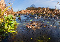 Common frogs (Rana temporaria) mating surrounded by spawn in pond, West Runton North Norfolk, England, UK, March.