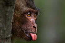 Long-tailed macaque (Macaca fascicularis) juvenile sticking tongue out. Khao Sam Roi Yot National Park, Thailand.