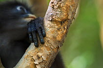 Dusky leaf monkey (Trachypithecus obscurus) hand . Khao Sam Roi Yot National Park, Thailand.