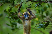 Dusky leaf monkey (Trachypithecus obscurus) baby playing . Khao Sam Roi Yot National Park, Thailand.