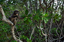 Dusky leaf monkey (Trachypithecus obscurus) juvenile feeding in a tree . Khao Sam Roi Yot National Park, Thailand.