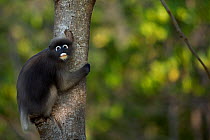 Dusky leaf monkey (Trachypithecus obscurus) clinging to a tree   . Khao Sam Roi Yot National Park, Thailand. March 2015.