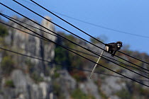 Dusky leaf monkey (Trachypithecus obscurus) walking along electric cables . Khao Sam Roi Yot National Park, Thailand. March 2015.