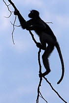 Dusky leaf monkey (Trachypithecus obscurus) silhouetted, swinging from a branch. Khao Sam Roi Yot National Park, Thailand. March 2015.