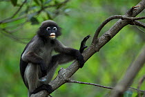 Dusky leaf monkey (Trachypithecus obscurus) male sitting in a tree . Khao Sam Roi Yot National Park, Thailand.