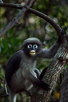 Dusky leaf monkey (Trachypithecus obscurus) male sitting in a tree . Khao Sam Roi Yot National Park, Thailand.