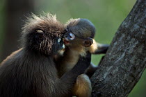 Dusky leaf monkey (Trachypithecus obscurus) juvenile playing with a baby . Khao Sam Roi Yot National Park, Thailand. March 2015.