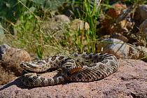 Desert massasauga snake (Sistrurus catenatus edwarsii) in desert, West Texas, USA, September.