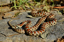 Leopard snake (Zamenis situla) captive, occurs in Eurasia.