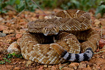 Red diamond rattlesnake (Crotalus ruber ruber) South West California, USA, September. Controlled conditions.