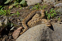 Western hognose snake (Heterodon nasicus) South East Arizona, USA, September 2013.