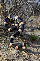 Long-nosed snake (Rhinocheilus lecontei) in bush, Panamint mountains, Death Valley National Park, California, USA. May.