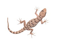 Kotschy's gecko (Mediodactylus kotschyi) adult, Greece, June. Meetyourneighbours.net project