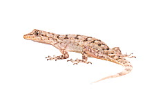 Kotschy's gecko (Mediodactylus kotschyi) adult, Greece, June. Meetyourneighbours.net project