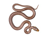 Aesculapian snake (Zamenis longissimus) juvenile, Greece, June. Meetyourneighbours.net project.