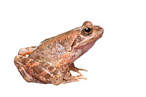 Greek stream frog (Rana graeca) adult, Greece, June.  Meetyourneighbours.net project