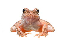 Greek stream frog (Rana graeca) adult, Greece, June.  Meetyourneighbours.net project
