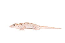 Tenerife wall gecko (Tarentola delalandii) adult, La Palma, Canary Islands, March. Meetyourneighbours.net project