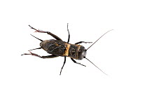 Field cricket (Gryllus campestris) male, La Brenne, France. May. Meetyourneighbours.net project