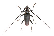 Great capricorn beetle (Cerambyx cerdo) male, La Brenne,  France. May. Meetyourneighbours.net project