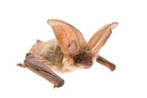 Grey long-eared bat (Plecotus austriacus) adult, La Brenne, France. May. Meetyourneighbours.net project
