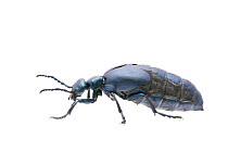 Violet oil beetle (Meloe violaceus) female, La Brenne, France.  May.  Meetyourneighbours.net project