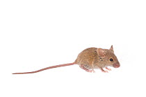 House mouse (Mus musculus) juvenile, Gelderland, The Netherlands, June. Meetyourneighbours.net project