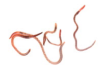 Common earthworms (Lumbricus terrestris) Gelderland, The Netherlands, September. Meetyourneighbours.net project